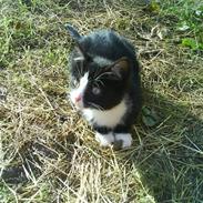 Blanding af racer Blis<3