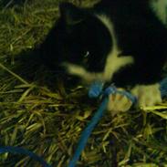 Blanding af racer Blis<3