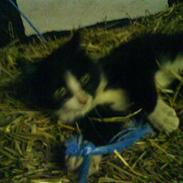 Blanding af racer Blis<3