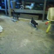 Blanding af racer Blis<3