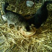 Blanding af racer Blis<3