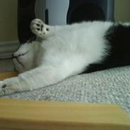 Blanding af racer Laban