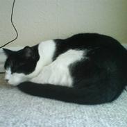 Blanding af racer Laban