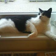 Blanding af racer Laban