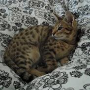 Ocicat Øjenfryds Chirin