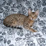 Ocicat Øjenfryds Chirin