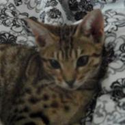 Ocicat Øjenfryds Chirin