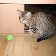 Ocicat Øjenfryds Chirin