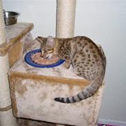 Ocicat Øjenfryds Chirin