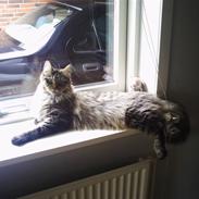 Maine Coon Fia 