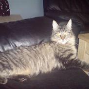 Maine Coon Fia 