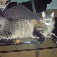 Maine Coon Fia 