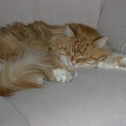 Maine Coon Frede