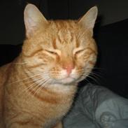 Huskat Simba R.I.P 12/10/09