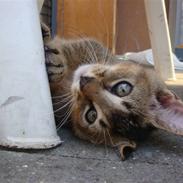 Blanding af racer Batman 