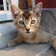 Blanding af racer Batman 