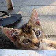 Blanding af racer Batman 