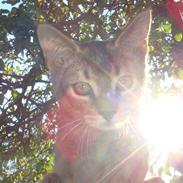 Blanding af racer Batman 