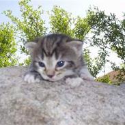Huskat Misse