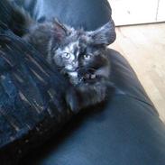 Blanding af racer Flopper R.I.P