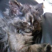 Blanding af racer Flopper R.I.P