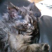 Blanding af racer Flopper R.I.P