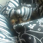 Blanding af racer Flopper R.I.P