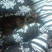 Blanding af racer Flopper R.I.P