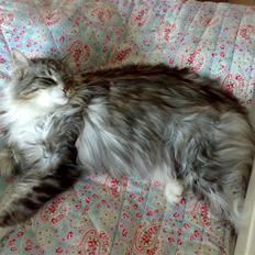 Maine Coon Livia Friis