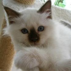 Hellig Birma Cathinca