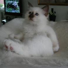 Hellig Birma Cathinca