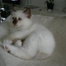 Hellig Birma Cathinca