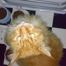 Maine Coon DK Fort Red Oak's Ray