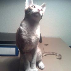 Cornish Rex lillemand/Nico Solgt