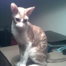 Cornish Rex lillemand/Nico Solgt