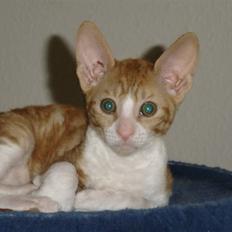 Cornish Rex lillemand/Nico Solgt