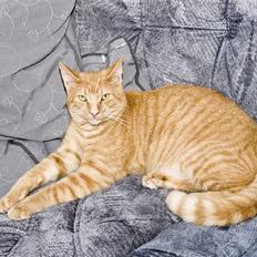 Blanding af racer Garfield "R.I.P"