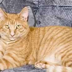 Blanding af racer Garfield "R.I.P"