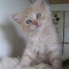 Blanding af racer Blanding: Malibu