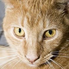 Blanding af racer Garfield "R.I.P"