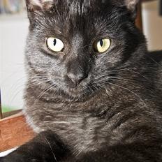 Blanding af racer Salém (R.I.P)