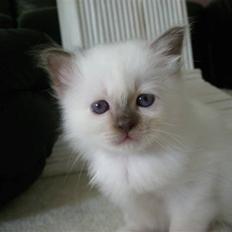 Hellig Birma Mic´s Chevy