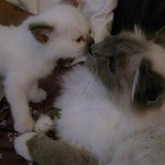 Hellig Birma Mic´s Chevy