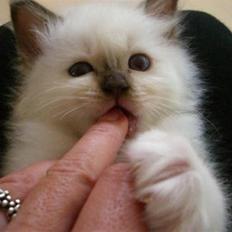 Hellig Birma Mic´s Chevy