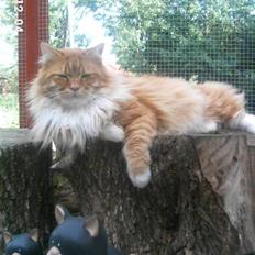 Maine Coon Prins