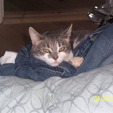 Huskat Olga ( polga )