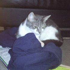 Huskat Olga ( polga )