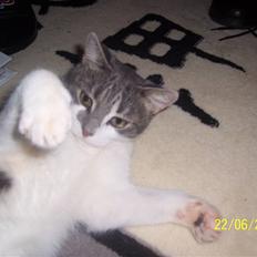 Huskat Olga ( polga )