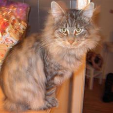 Norsk Skovkat Mini-Mis og Mis-Baby