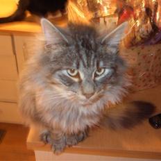 Norsk Skovkat Mini-Mis og Mis-Baby